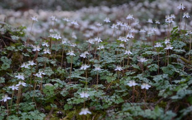 DSC_1980.JPG800梅花黄蓮-4.jpg