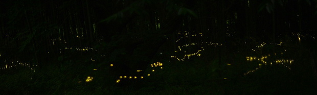 DSC_3468.JPG1000ヒメボタル0531-17.jpg