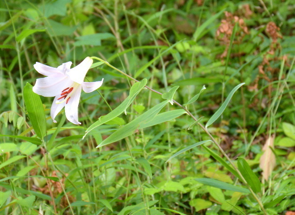 DSC_9390 笹百合白-1.jpg
