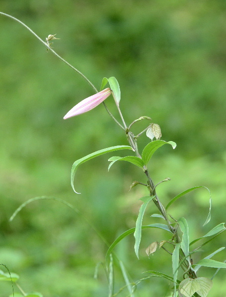 DSC_9434. 笹百合白つぼみ-1.jpg