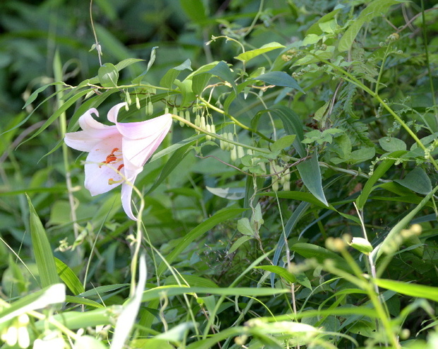 DSC_9471.JPG800ささゆり-17.jpg