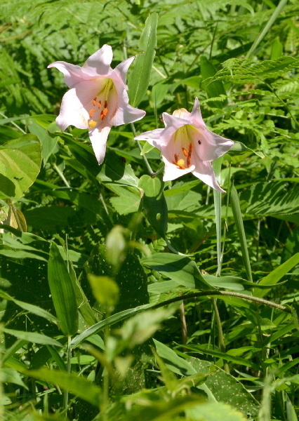 DSC_9481.JPG800ささゆり-19.jpg