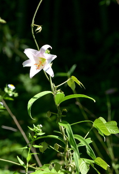 DSC_9485.JPG800ささゆり-20.jpg