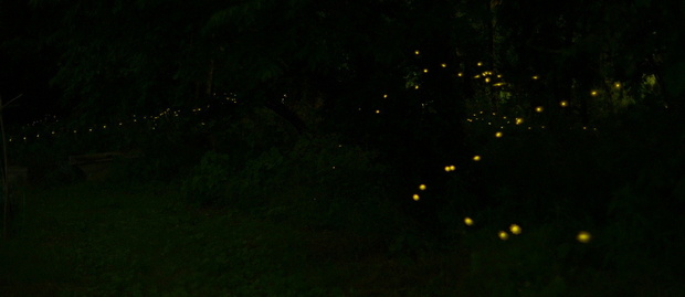 DSC_9634.JPG1200ヒメボタル-11.jpg