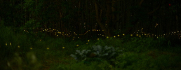 DSC_9642.JPG1200ヒメボタル-12.jpg