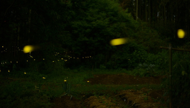 DSC_9654. 1200ヒメボタル-16.jpg