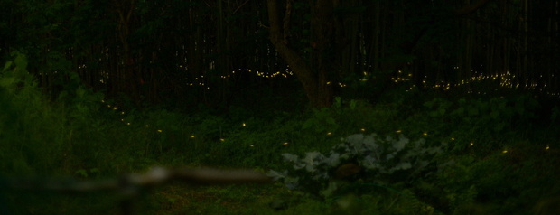 DSC_9659.JPG1200ヒメボタル-18.jpg