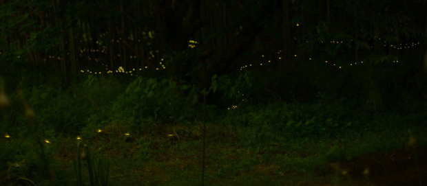 DSC_9663.1200ヒメボタル-21.jpg