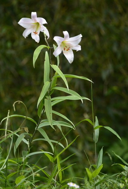 _DSC5657.JPG800ささゆり-9-1.jpg