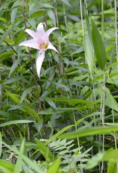 _DSC5697.JPG600ささゆり-11.jpg