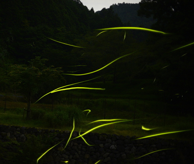 _DSC5831.JPG1000栢森ゲンジホタル-5 .jpg