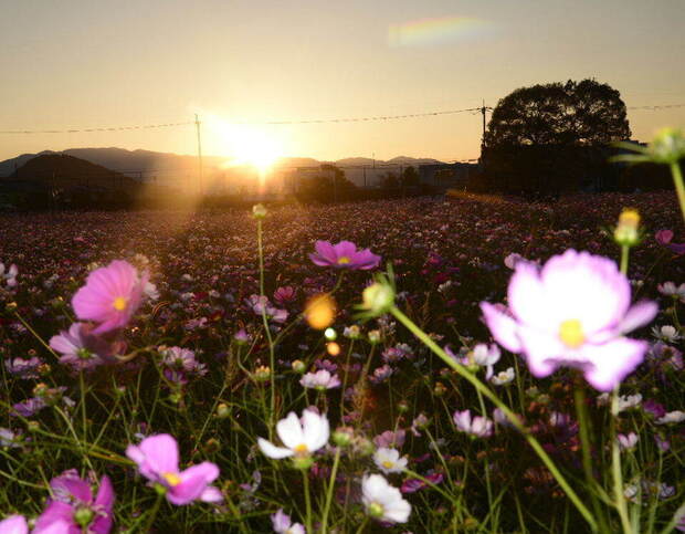 _DSC6838.JPG 1200藤原京跡コスモス夕日 落日-4.jpg